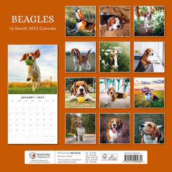 Beagles wall calendar 2023