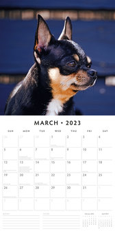 Chihuahuas kalender 2023