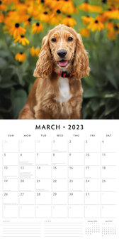 Cocker Spaniel kalender 2023