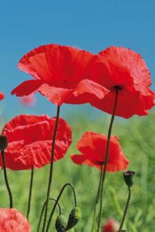 Poppies notecards