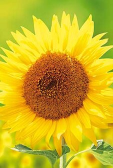 Sunflowers notecards