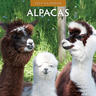 Alpacas calendar 2025