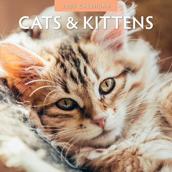 Cats &amp; Kittens kalender 2025