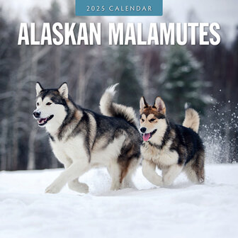 Alaskan Malamutes calendar 2025