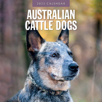 Australian Cattle Dogs calendar 2025