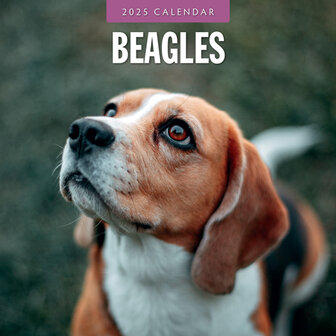 Beagles kalender 2025