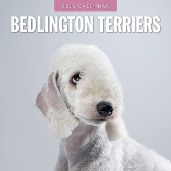 Bedlington Terriers kalender 2025