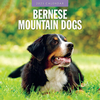 Bernese Moutain Dogs calendar 2025