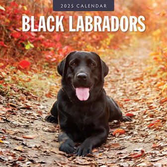 Black Labradors calendar 2025