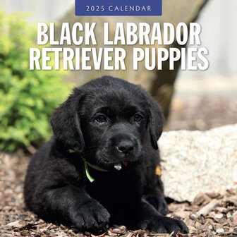 Black Labrador Retriever Puppies kalender 2025