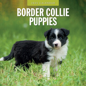 Border Collie Puppies kalender 2025