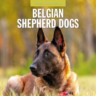 Belgian Shepherd Dogs calendar 2025