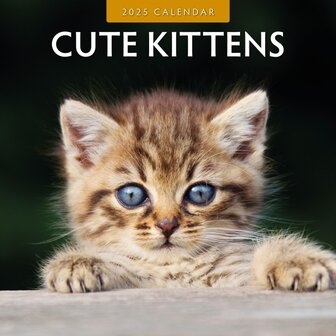 Cute Kittens kalender 2025