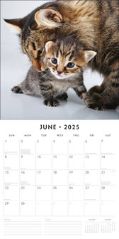 Adorable Cats calendar 2025