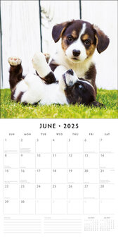Adorable Dogs kalender 2025