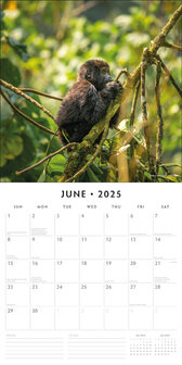 Apes calendar 2025