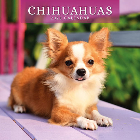 Chihuahuas kalender 2023