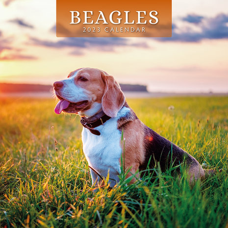 Beagles wall calendar 2023