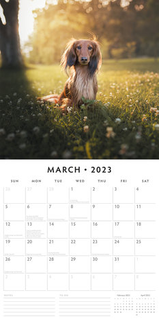 Dachshunds / Teckel kalender 2023