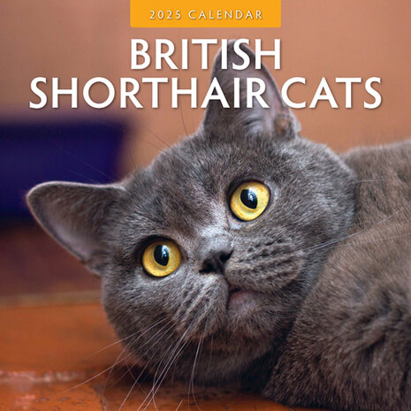 British Shorthair Cats calendar 2025