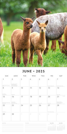 Alpacas kalender 2025