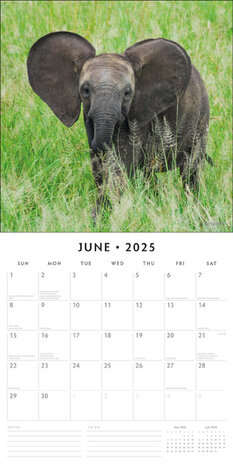 Baby Animals calendar 2025