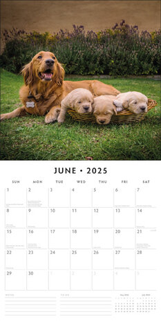 Dogs & Puppies calendar 2025